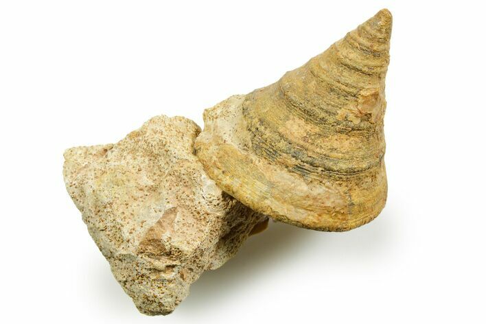 Jurassic Sea Snail (Pyrgotrochus) Fossil - Calvados, France #367751